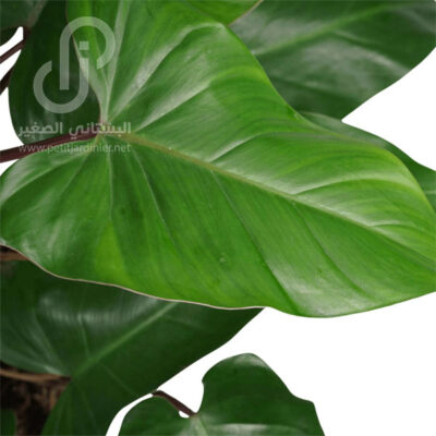 Philodendron erubescens - Red Wings